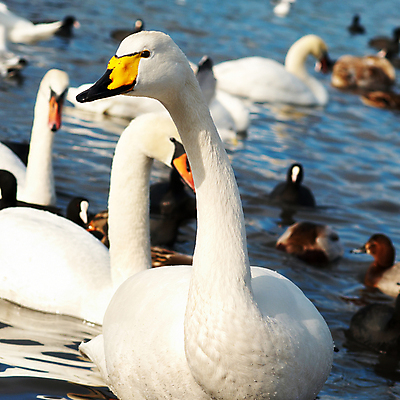 포토 JPG 해외이미지 모양 동물 커플 감정 호수 야생동물 바다 백그라운드 가족 자연 조류 발렌타인데이 사랑 사람없음 빨간색 물 파란색 강 반사 머리 평화 수영 침묵 우정 회색 터치 흰색 연못 쌍 신용카드 우아함 심볼 순수 깃털 백조 장면 목 단아함 천진난만 해외202004 해외포토 자연요소 컬러 컨셉 관계 데이이벤트 신체부위 금융 친구 소리 수상스포츠 생태계 파일형식 이미지허브