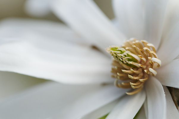 포토 JPG 해외이미지 식물 계절 꽃잎 꽃 자연 사람없음 정원 봄 흰색 묘사 목련 꽃수술 해외202004 해외포토 컬러 생태계 파일형식 이미지허브