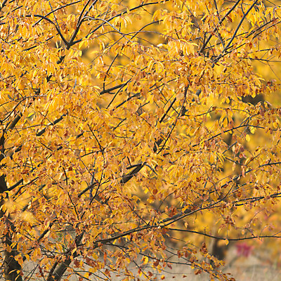 포토 JPG 해외이미지 나무 식물 디자인 계절 꽃 종이 백그라운드 단풍 잎 꽃무늬 패턴 오렌지 자연 벽지 표면 추상 건조 미술 사람없음 장식 빨간색 갈색 노란색 활발 수확 골동품 가을 황금 묘사 유기농 질감 복고 10월 내추럴 고립 그런지 빅토리아 옛날 스타일 해외202004 해외포토 웰빙 컬러 컨셉 무늬 농업 과일 문화예술 날짜 생태계 파일형식 이미지허브
