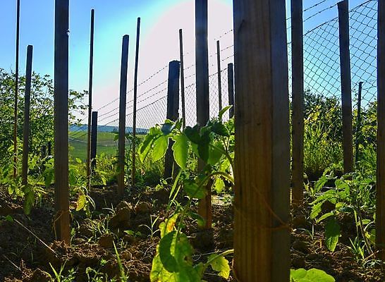포토 JPG 해외이미지 식물 계절 꽃 산업 문화 지구 음식 잎 밭 농업 토마토 채소 건축양식 자연 유리 주택 실내 씨앗 사람없음 야외 초록색 여름 농작물 농장 새싹 환경 정원 흙 봄 수확 성장 시골 신선 시장 작음 땅 유기농 원예 내추럴 땅바닥 모종 밭일 온실 해외202004 해외포토 웰빙 건축 컬러 재질 바닥 취미 내부 건물 크기 생태계 파일형식 이미지허브