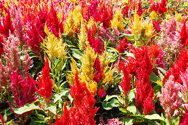 포토 JPG 해외이미지 식물 꽃잎 꽃 분홍색 백그라운드 잎 꽃무늬 밭 자연 사람없음 야외 빨간색 초록색 컬러풀 노란색 정원 봄 성장 벚꽃 신선 내추럴 해외202004 해외포토 계절 컬러 무늬 농업 생태계 파일형식 이미지허브