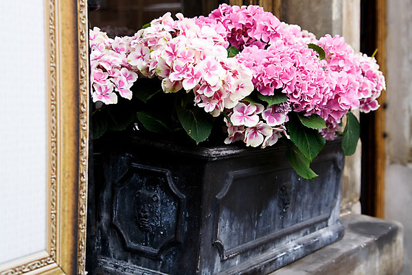 포토 JPG 해외이미지 식물 꽃 분홍색 사람없음 초록색 바구니 보라색 보석 향기 화단 해외202004 해외포토 컬러 광석 냄새 파일형식 이미지허브