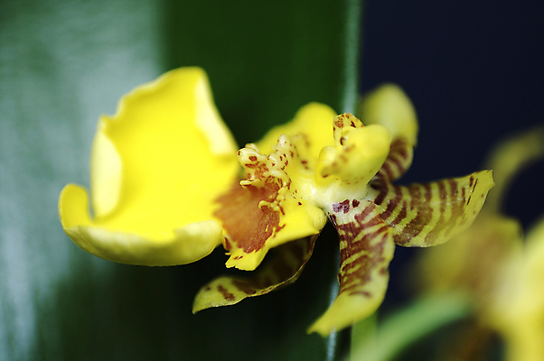 포토 JPG 해외이미지 식물 꽃잎 꽃 화초 분홍색 꽃무늬 오렌지 자연 휴식 실내 선물 사람없음 장식 빨간색 초록색 노란색 정원 검은색 스파 봄 벚꽃 생일 난초 고급 묘사 내추럴 쉬운 열대기후 이국적 인기 해외202004 해외포토 계절 기념일 컬러 컨셉 무늬 과일 내부 생태계 파일형식 이미지허브