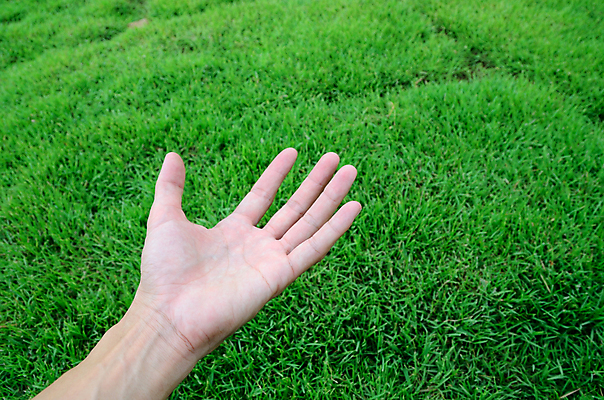 포토 JPG 해외이미지 식물 손 백그라운드 컨셉 잎 밭 손가락 휴식 사람 잔디 사람없음 초록색 우주 환경 성장 신선 보호 땅 원예 지역 내추럴 넘어짐 돌봄 해외202004 해외포토 컬러 농업 모션 취미 신체부위 파일형식 이미지허브