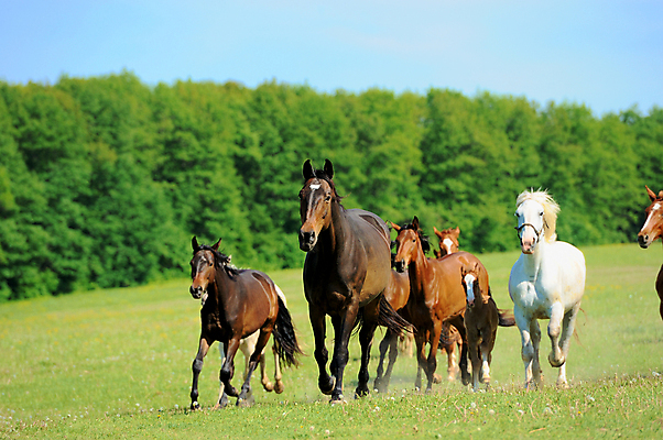 포토 JPG 해외이미지 식물 동물 야생동물 새끼 농업 포유류 모션 자연 사람없음 여름 달리기 갈색 점프 가축 군중 속도 꼬리 먼지 갈기 망아지 달리기선수 동물상 해외202004 해외포토 계절 산업 컬러 사람 조형물 말_동물 생태계 육상선수 파일형식 이미지허브