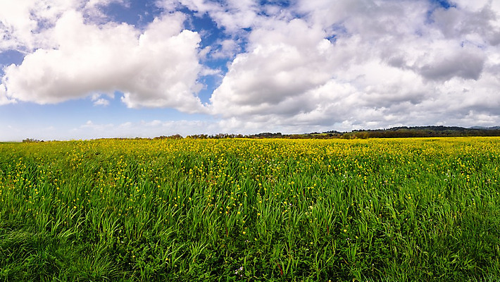 포토 JPG 해외이미지 식물 구름 여자 꽃 밭 자연 하늘 파노라마 씨앗 사람 풍경 사람없음 야외 빨간색 초록색 여름 파란색 컬러풀 햇빛 태양 산타클로스 농장 노란색 봄 머스터드 질감 태평양 고체 해외202004 해외포토 자연요소 계절 바다 컬러 크리스마스 농업 촬영기법 소스_음식 생태계 파일형식 이미지허브