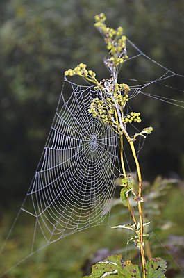 포토 JPG 해외이미지 식물 목걸이 자연 아침 사람없음 여름 웹 새벽 네트워크 떨어짐 이슬 거미줄 거미 올가미 대칭 시리즈 해외202004 해외포토 주간 자연요소 계절 곤충 컨셉 인터넷 장신구 생태계 파일형식 이미지허브