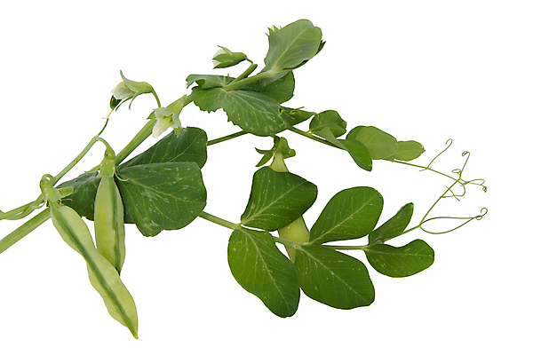 포토 JPG 해외이미지 꽃 음식 백그라운드 잎 농업 다이어트 채소 자연 콩 건강 사람없음 초록색 흰색 신선 유기농 완두콩 포도나무 내추럴 고립 꼬투리 채식주의자 해외202004 해외포토 식물 웰빙 산업 컬러 곡류 과일나무 생태계 채식 파일형식 이미지허브