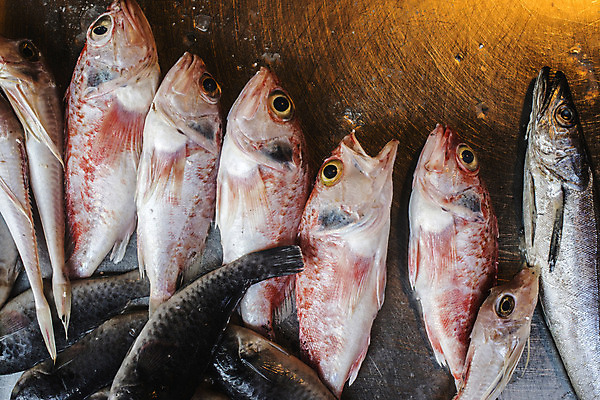 포토 JPG 해외이미지 동물 산업 음식 바다 백그라운드 다이어트 낚시 건강 육류 어류 요리 사람없음 판매 세일 상점 냉동 얼음 추위 신선 잡기 시장 은색 해산물 날것 연어 슈퍼마켓 단백질 생식 해외202004 해외포토 자연요소 컬러 식재료 모션 레저 수중동물 영양소 파일형식 이미지허브