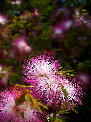 포토 JPG 해외이미지 나무 식물 계절 공원 꽃잎 꽃 분홍색 백그라운드 잎 꽃무늬 자연 벽지 추상 사람없음 빨간색 초록색 컬러풀 정원 봄 벚꽃 흰색 개화 닫기 가루 관목 묘사 향기 퍼프 꽃가루 내추럴 해외202004 해외포토 공공시설 컬러 무늬 모션 생태계 냄새 파일형식 이미지허브