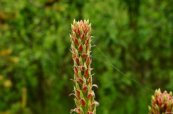 포토 JPG 해외이미지 나무 꽃잎 사람없음 갈색 웹 닫기 실크 거미 가문비나무 해외202004 해외포토 식물 꽃 컬러 곤충 인터넷 모션 직물 파일형식 이미지허브