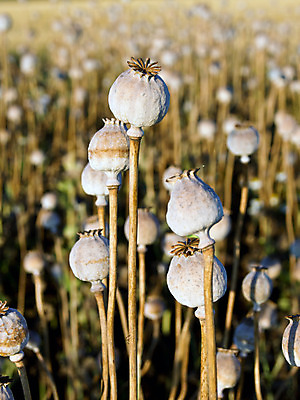 포토 JPG 해외이미지 음식 농업 재료 표면 요리 씨앗 사람없음 가로 초록색 쌓기 식사 양념 조미료 향신료 오브젝트 유기농 양귀비 레시피 중독 채식주의자 많음 해외202004 해외포토 식물 웰빙 꽃 산업 컬러 컨셉 모션 채식 향미료 파일형식 이미지허브