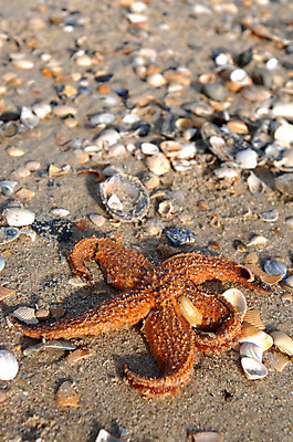 포토 JPG 해외이미지 무기 모래 바다 백그라운드 사람없음 물 껍질 죽음 수집 질감 깨짐 해외202004 해외포토 자연요소 컨셉 파일형식 이미지허브