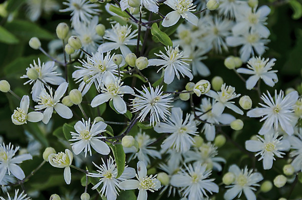 포토 JPG 해외이미지 식물 꽃잎 꽃 백그라운드 잎 수염 사람없음 초록색 벚꽃 흰색 신선 구부린 허브 관목 꽃가루 꽃수술 불가리아 옛날 해외202004 해외포토 나무 컬러 모션 가루 파일형식 남유럽 이미지허브