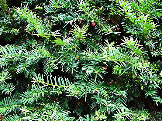 포토 JPG 해외이미지 나무 열매 백그라운드 잎 자연 사람없음 빨간색 초록색 해외202004 해외포토 식물 컬러 생태계 파일형식 이미지허브