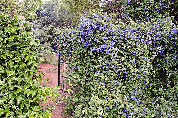 포토 JPG 해외이미지 식물 공원 꽃 아시아 잎 건축양식 사람없음 금속 정원 대문 내추럴 해외202004 해외포토 공공시설 건축 나라 재질 문 파일형식 이미지허브