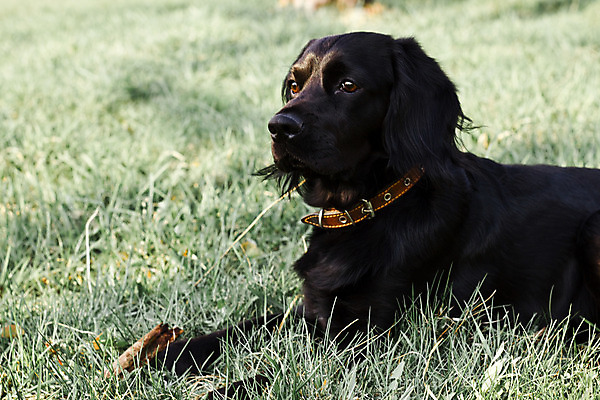 포토 JPG 해외이미지 동물 영어 응시 얼굴 밭 털 사람없음 야외 초록색 여름 반려동물 갈색 머리 맑음 검은색 봄 스패니얼 가을 아기 개 달콤 강아지 위치 송곳니 거짓말 기르기 유래 해외202004 해외포토 문자 시선 계절 컬러 농업 포유류 날씨 사람 신체부위 맛 치아 돌봄 파일형식 이미지허브