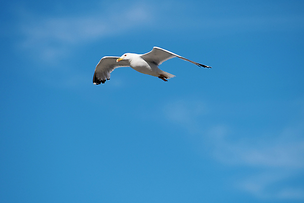 포토 JPG 해외이미지 동물 1 야생동물 바다 날개 자연 갈매기 조류 하늘 사람없음 파란색 평화 자유 흰색 비행 깃털 싱글 고립 무료 해외202004 해외포토 컬러 컨셉 생태계 파일형식 이미지허브