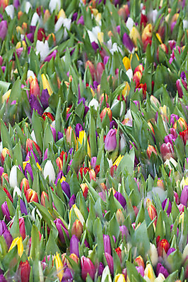 포토 JPG 해외이미지 꽃 사람없음 초록색 봄 튤립 그룹 준비 원예 매각 해외202004 해외포토 식물 계절 컬러 취미 파일형식 이미지허브