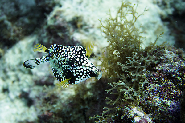 포토 JPG 해외이미지 동물 야생동물 바다 패턴 어류 사람없음 파란색 검은색 수중 흰색 점 산호 닫기 다이빙 질감 암초 해외202004 해외포토 컬러 무늬 모션 수영 수중동물 자포동물 수중스포츠 파일형식 이미지허브