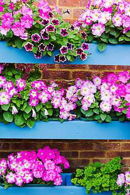 포토 JPG 해외이미지 식물 라이프스타일 꽃잎 꽃 화분 분홍색 가구 백그라운드 잎 자연 선반 주택 사람없음 목재 장식 초록색 파란색 컬러풀 정원 보라색 성장 원예 스타일 해외202004 해외포토 나무 컬러 생활용품 재료 취미 건물 생활 생태계 파일형식 이미지허브