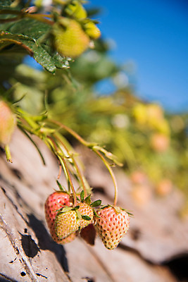 포토 JPG 해외이미지 나무 식물 구름 전통 공원 아시아 문화 겨울 패턴 밭 과일 태국 자연 딸기 아침 휴식 산 주택 풍경 경사 사람없음 목재 초록색 햇빛 태양 농장 정원 추위 수확 안개 신선 업무 숲 오두막 허브 언덕 질감 지역 밭일 해외202004 해외포토 주간 자연요소 계절 공공시설 나라 컬러 컨셉 무늬 농업 재료 날씨 건물 작업 생태계 파일형식 이미지허브
