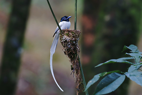 포토 JPG 해외이미지 나무 동물 여자 남자 아시아 얼굴 야생동물 백그라운드 날개 자연 조류 사람없음 야외 목재 가로 초록색 컬러풀 머리 환경 흰색 나뭇가지 막대기 닫기 둥지 숲 깃털 꼬리 부리 서식지 생태학 이국적 해외202004 해외포토 식물 교육 나라 컬러 재료 모션 사람 신체부위 생태계 파일형식 이미지허브