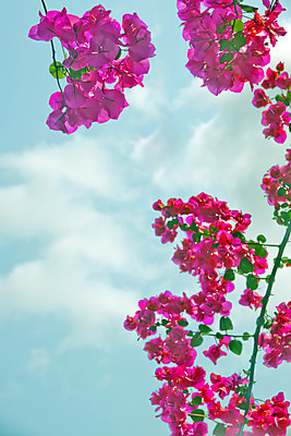 포토 JPG 해외이미지 나무 식물 꽃 백그라운드 자연 사람없음 빨간색 환경 정원 해외202004 해외포토 컬러 생태계 파일형식 이미지허브