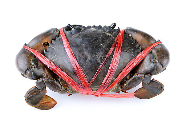 포토 JPG 해외이미지 동물 밧줄 음식 바다 요리 사람없음 목재 빨간색 경제 빛 반려동물 쌓기 검은색 게 흰색 신선 맛 연도 먹기 해산물 진흙 바질 해외202004 해외포토 나무 줄 컬러 컨셉 재료 모션 갑각류 파일형식 이미지허브