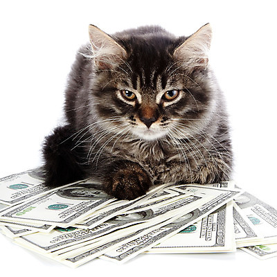 포토 JPG 해외이미지 동물 척추동물 종이 돈 오렌지 장난 비즈니스 포유류 자연 성공 수염 털 사람없음 금융 반려동물 노란색 달러 검은색 고양이 줄무늬 우정 회색 저축 재산 고급 심볼 오브젝트 호기심 꼬리 귀 육식동물 얼룩무늬 솜털 욕심 집게발 자선단체 해외202004 해외포토 감정 컬러 컨셉 무늬 과일 신체부위 경제 친구 그룹 생태계 자선 파일형식 이미지허브