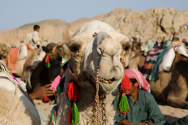 포토 JPG 해외이미지 동물 모래 여행 포유류 아프리카 건조 털 이집트 사람없음 야외 햇빛 태양 갈색 노란색 사막 뜨거움 사파리 낙타 이국적 해외202004 해외포토 자연요소 나라 컬러 파일형식 이미지허브