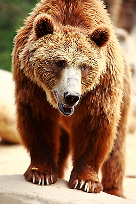 포토 JPG 해외이미지 나무 동물 1 공원 유럽 얼굴 야생동물 곰 포유류 자연 털 동물원 서기 사람없음 야외 목재 여름 갈색 머리 걷기 검은색 힘 봄 숲 큼 영화 육식동물 사냥꾼 동영상 내추럴 마드리드 전국 집게발 해외202004 해외포토 식물 직업 계절 공공시설 나라 컬러 재료 모션 문화예술 신체부위 크기 생태계 파일형식 이미지허브