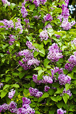 포토 JPG 해외이미지 나무 식물 계절 꽃잎 꽃 분홍색 백그라운드 잎 꽃무늬 밭 자연 하늘 풍경 사람없음 초록색 여름 빛 컬러풀 햇빛 태양 일출 정원 맑음 봄 벚꽃 흰색 나뭇가지 신선 개화 체리 4월 원예 데이지 내추럴 해외202004 해외포토 자연요소 컬러 무늬 농업 과일 날씨 취미 노을 날짜 생태계 파일형식 이미지허브