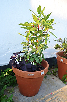 포토 JPG 해외이미지 식물 화분 잎 재료 사람없음 초록색 허브 향신료 원예 매움 성분 해외202004 해외포토 컬러 취미 맛 향미료 파일형식 이미지허브