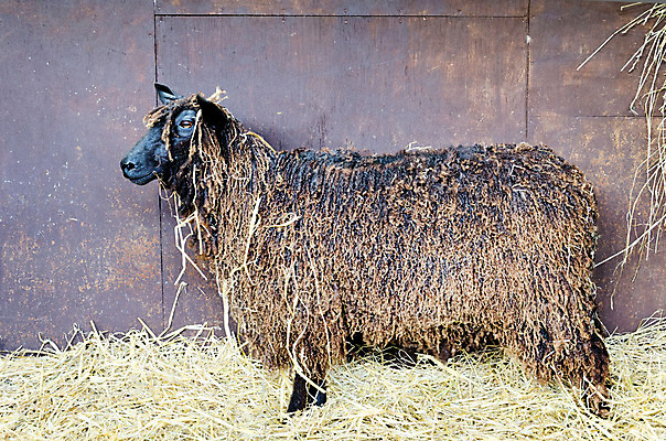 포토 JPG 해외이미지 동물 포유류 자연 털 사람없음 농장 검은색 가축 양 큼 밀짚 양모 기르기 램 부담 해외202004 해외포토 컬러 농업 직물 짚 크기 생태계 돌봄 파일형식 이미지허브