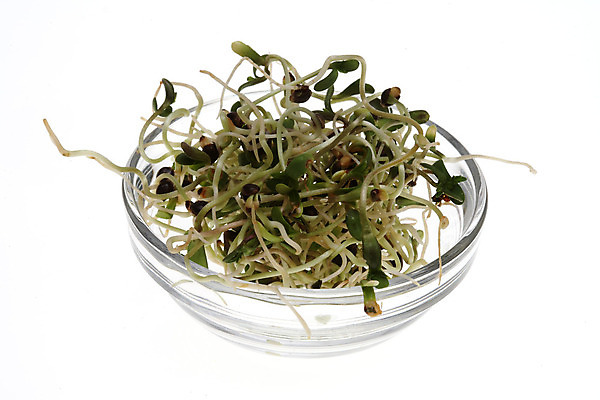 포토 JPG 해외이미지 음식 채소 씨앗 사람없음 농작물 새싹 삼 유기농 날것 모종 묘목 채식주의자 비건 해외202004 해외포토 나무 식물 웰빙 농업 채식 파일형식 이미지허브