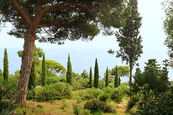 포토 JPG 해외이미지 나무 식물 바다 자연 선인장 풍경 사람없음 야외 물 정원 모음 해외202004 해외포토 자연요소 생태계 파일형식 이미지허브