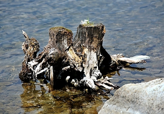포토 JPG 해외이미지 나무 식물 계절 호수 야생동물 백그라운드 자연 산 풍경 사람없음 야외 목재 초록색 물 여름 반사 환경 숲 생태계 뿌리 내추럴 생태학 옛날 해외202004 해외포토 자연요소 동물 교육 컬러 재료 파일형식 이미지허브