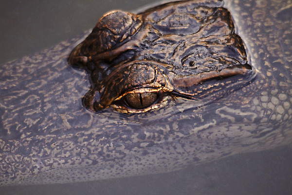 포토 JPG 해외이미지 응시 시선 백그라운드 패턴 파충류 자연 사람없음 물 어둠 관찰 미끄럼틀 위험 손목시계 피부 사냥 육식동물 악어 사냥꾼 조심 내추럴 스파이 카피스페이스 해외202004 해외포토 자연요소 동물 직업 시계 컨셉 무늬 장신구 모션 신체부위 공백 놀이기구 생태계 파일형식 이미지허브