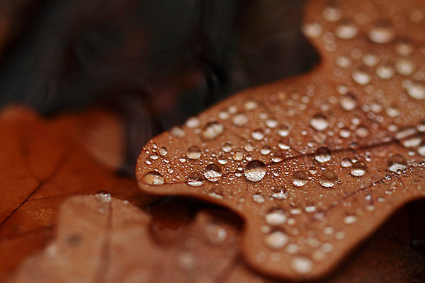 포토 JPG 해외이미지 모양 식물 계절 잎 자연 건조 미술 사람없음 야외 물 빛 갈색 노란색 우주 환경 꿈 젖음 골동품 가을 물방울 황금 떨어짐 숲 이슬 작음 크리스탈 순수 묘사 유기농 정맥 내추럴 엘리먼트 해외202004 해외포토 자연요소 웰빙 컬러 컨셉 문화예술 크기 광석 생태계 혈관 파일형식 이미지허브