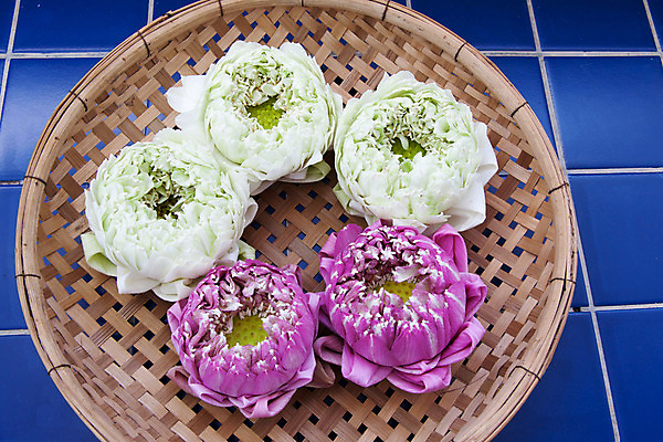 포토 JPG 해외이미지 식물 꽃 아시아 분홍색 잎 태국 자연 사람없음 초록색 컬러풀 신선 닫기 열대기후 해외202004 해외포토 나라 컬러 모션 생태계 파일형식 이미지허브