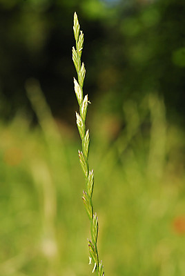 포토 JPG 해외이미지 식물 꽃 유럽 채소 가족 자연 사람없음 장식 들꽃 개화 수분 지중해 원예 성적 꽃가루 알레르기 백신 영원 해외202004 해외포토 교육 나라 바다 의학 관계 취미 질병 가루 생태계 파일형식 이미지허브