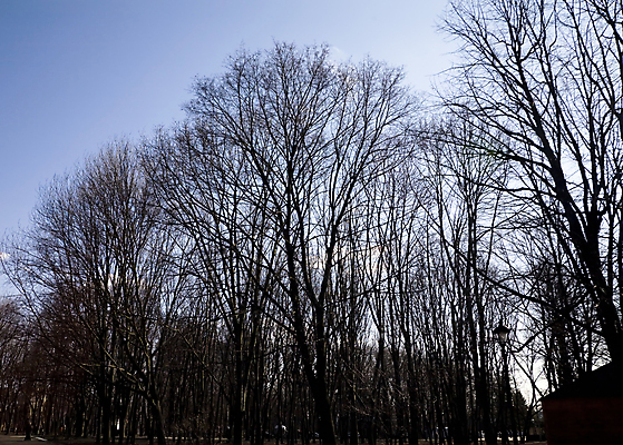 포토 JPG 해외이미지 나무 식물 계절 공원 실루엣 줄기 백그라운드 자연 하늘 아침 날씨 그림자 풍경 사람없음 야외 목재 파란색 갈색 검은색 어둠 침묵 추위 가을 흰색 나뭇가지 시골 고독 숲 땅 문학 장면 벌거벗은 옛날 해외202004 해외포토 주간 공공시설 감정 컬러 재료 촬영기법 소리 생태계 파일형식 이미지허브