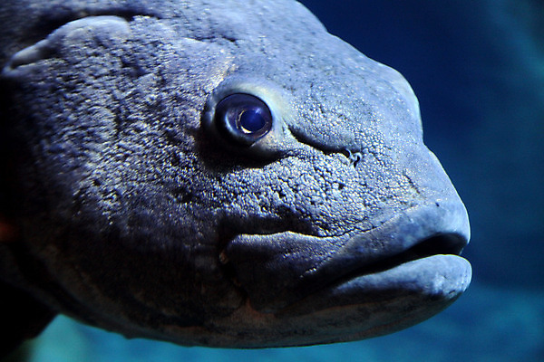 포토 JPG 해외이미지 어류 사람없음 수족관 베이스 해외202004 해외포토 현악기 수중동물 파일형식 이미지허브