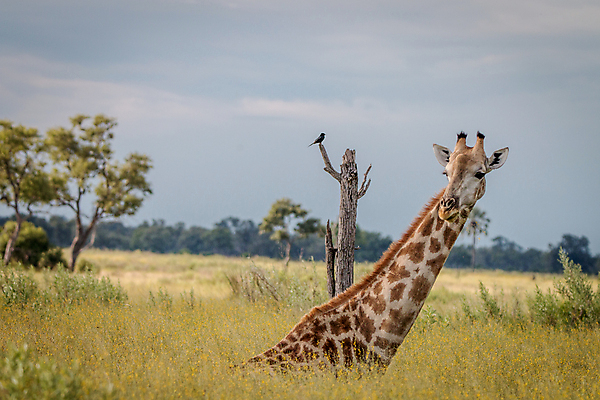 포토 JPG 해외이미지 동물 야생동물 패턴 포유류 아프리카 자연 하늘 초식동물 동물원 풍경 사람없음 환경 큼 기린 사파리 나미비아 남아프리카 사바나 평야 해외202004 해외포토 나라 무늬 크기 생태계 파일형식 이미지허브