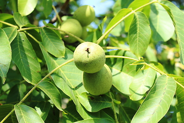 포토 JPG 해외이미지 나무 음식 잎 농업 과일 자연 건강 사람없음 초록색 정원 견과류 수확 가을 나뭇가지 신선 유기농 호두 건강식 내추럴 숙성 채식주의자 비건 해외202004 비건음식 해외포토 식물 웰빙 계절 산업 컬러 생태계 채식 파일형식 이미지허브