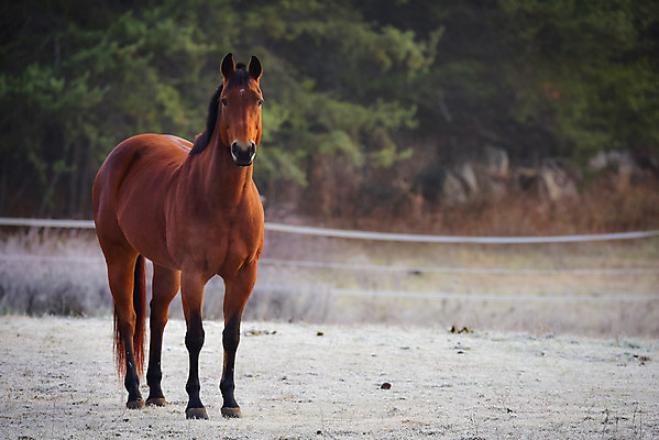 포토 JPG 해외이미지 나무 동물 아침 주택 취미 사람없음 야외 목재 햇빛 농장 일출 목장 추위 안개 시골 신선 숲 시원함 11월 속도 서리 외양간 반투명 삼림지대 해외202004 해외포토 주간 식물 농업 재료 날씨 건물 태양 노을 날짜 파일형식 이미지허브
