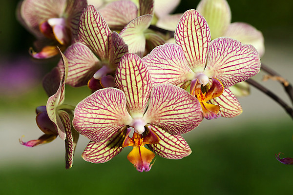 포토 JPG 해외이미지 식물 꽃잎 꽃 선 줄기 분홍색 꽃다발 자연 프레임 건강 선물 사람없음 장식 세로 초록색 컬러풀 스파 젖음 벚꽃 나뭇가지 신선 난초 우아함 떨어짐 숲 이슬 심플 호접란 여왕 내추럴 고립 돌봄 처음 해외202004 해외포토 나무 컬러 컨셉 모션 생태계 파일형식 이미지허브