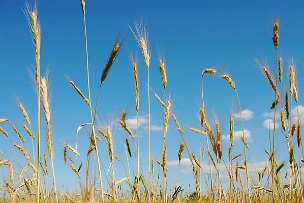 포토 JPG 해외이미지 식물 음식 밭 농업 자연 하늘 씨앗 사람없음 여름 파란색 농장 수확 시골 낟알 시리얼 밀 작살 해외202004 해외포토 계절 산업 컬러 곡류 생태계 파일형식 이미지허브