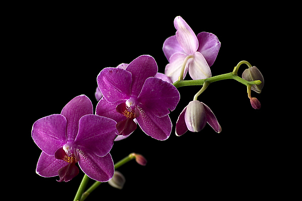 포토 JPG 해외이미지 식물 계절 꽃잎 꽃 분홍색 꽃다발 자연 종류 동양인 사람없음 새싹 정원 꽃병 보라색 검은색 중국 봄 벚꽃 흰색 나뭇가지 난초 혼합 자주색 꽃집 강렬 고립 심기 온실 해외202004 해외포토 나무 아시아 컬러 모션 인종 상점 생태계 파일형식 이미지허브